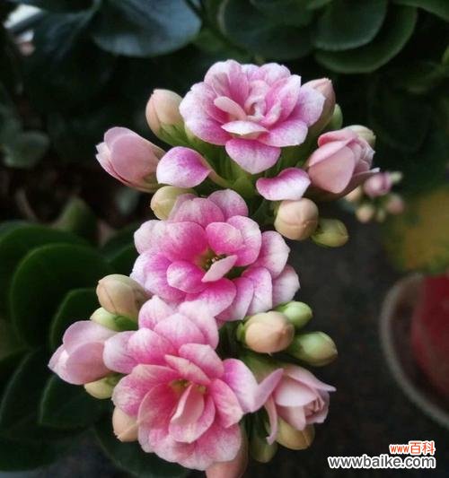 笑看四季的花语是什么？它传达了怎样的情感？