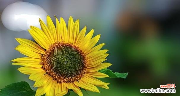 青棠花的花语有何深意？它在自然界中传递了什么信息？