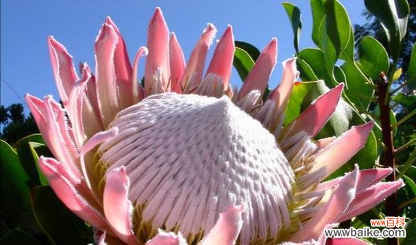 青棠花的花语有何深意？它在自然界中传递了什么信息？