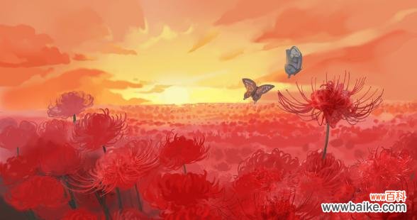 “人比花娇”花语具体是什么意思?