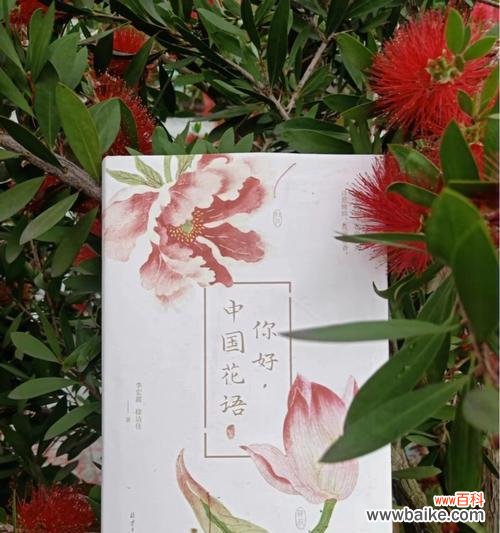 “人比花娇”花语具体是什么意思?