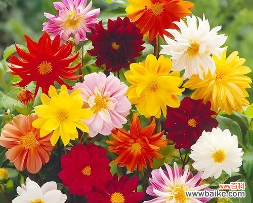 “人比花娇”花语具体是什么意思?