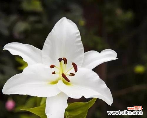 慈孝的花语通常指哪种花？