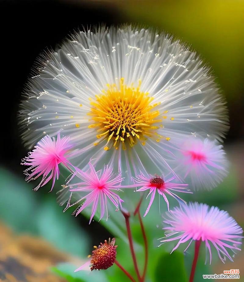 慈孝的花语通常指哪种花？