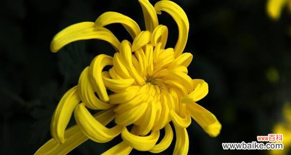 小人物的花语代表了什么?它象征着什么?