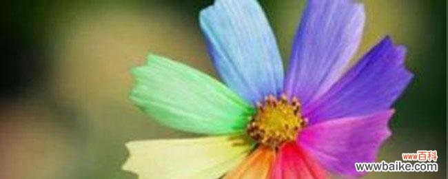 小人物的花语代表了什么?它象征着什么?