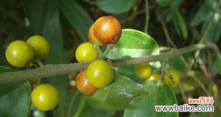 花藤的花语有何特别之处?花藤代表什么?