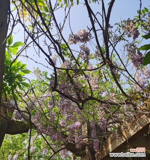 花藤的花语有何特别之处?花藤代表什么?