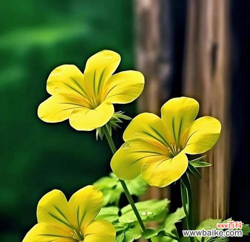 蓝星草的花语有何特别之处?