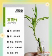 富贵竹的花语代表什么？送富贵竹有何吉祥寓意？