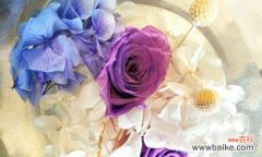 晨光口碑花语有何特别含义？