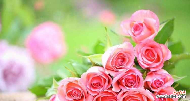 哪些花代表友谊的花语?