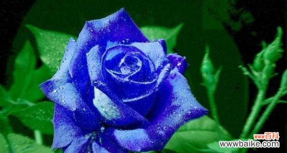 十三行蓝玫瑰的花语有何特别之处?
