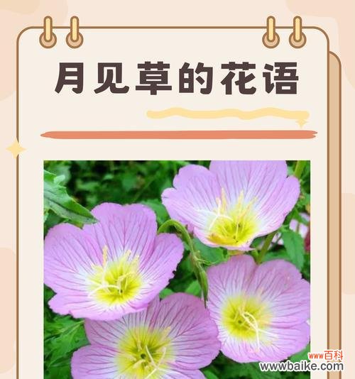 默默爱的花语代表了哪种情感？