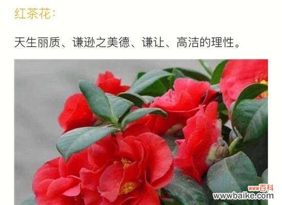 麻将小雀的寓意和花语分别是什么？