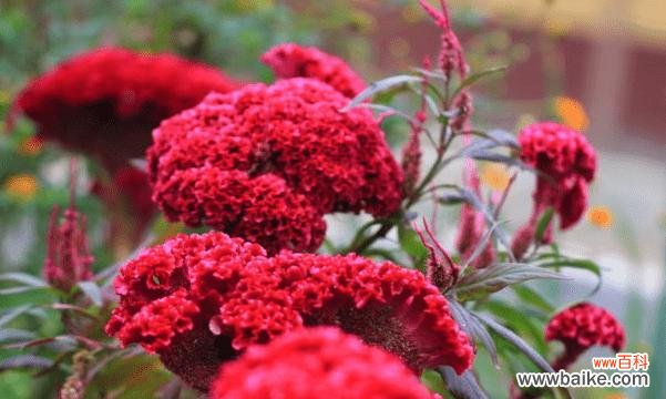 麻将小雀的寓意和花语分别是什么？