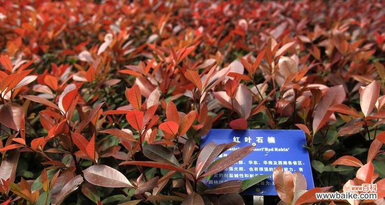 探索红叶石楠的意义与象征 红叶石楠的美丽与寓意