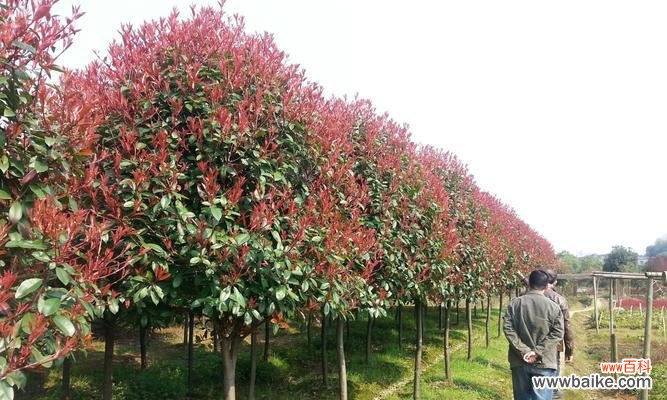 探索红叶石楠的意义与象征 红叶石楠的美丽与寓意