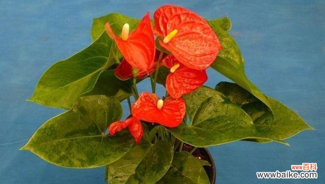 水培红掌花语的意义与传承 水培红掌花语