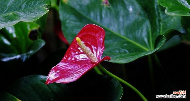 水培红掌花语的意义与传承 水培红掌花语