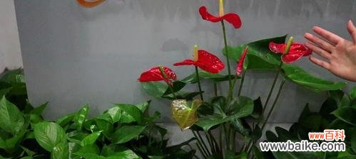 探索红掌花的花语与象征意义，传递丰富的情感世界 红掌花语及象征解读