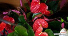 探索红掌花的花语与象征意义，传递丰富的情感世界 红掌花语及象征解读