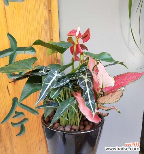 探索红掌花的花语与象征意义，传递丰富的情感世界 红掌花语及象征解读