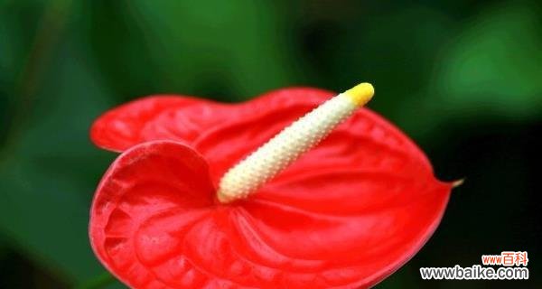 揭秘红掌花的花语和象征意义，带给你不一样的视角和感悟 红掌花的花语及意义