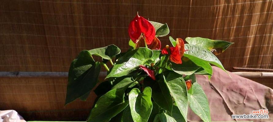 一枝红掌寄寓心中情 红掌的寓意与象征意义