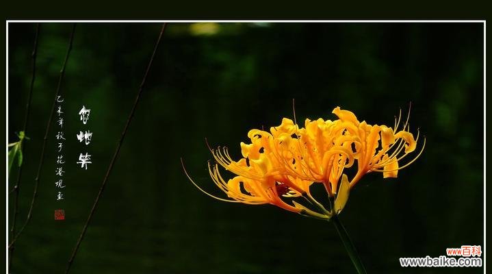 以微笑改变世界，快乐生活从花语开始 忽地笑花语，传递幸福微笑