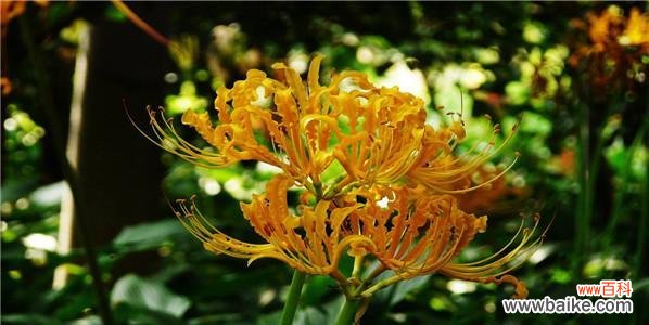 以微笑改变世界，快乐生活从花语开始 忽地笑花语，传递幸福微笑