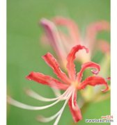 以微笑改变世界，快乐生活从花语开始 忽地笑花语，传递幸福微笑