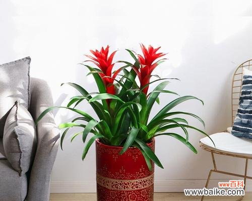 运气的重要性和影响力 以鸿运当头花的寓意