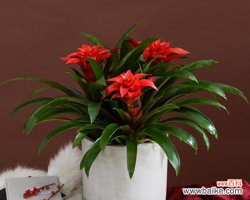 运气的重要性和影响力 以鸿运当头花的寓意