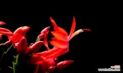 花开运转，喜迎成功 鸿运当头花