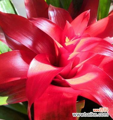 花开运转，喜迎成功 鸿运当头花