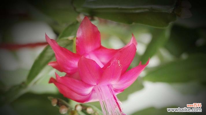 花开运转，喜迎成功 鸿运当头花