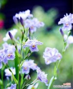 蝴蝶花花语的秘密解读，让花的语言为你传递祝福和爱意 蝴蝶花花语