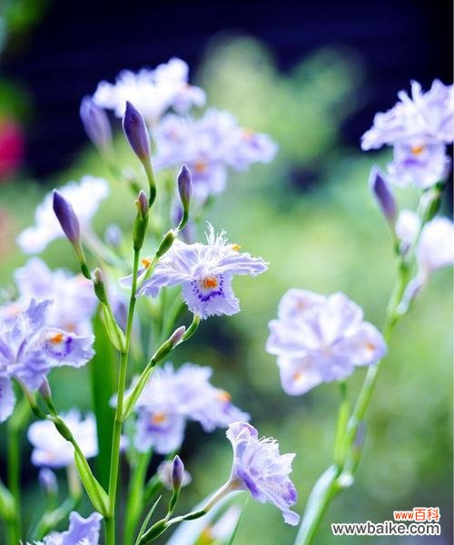 蝴蝶花花语的秘密解读，让花的语言为你传递祝福和爱意 蝴蝶花花语
