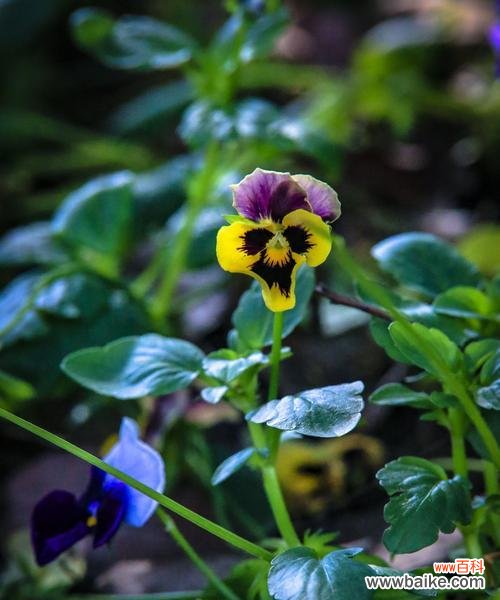 蝴蝶花花语的秘密解读，让花的语言为你传递祝福和爱意 蝴蝶花花语