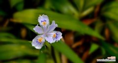 寓意万千的蝴蝶花，诠释生命之美 蝴蝶花