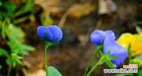蝴蝶花的花语与美丽姿态 蝴蝶花
