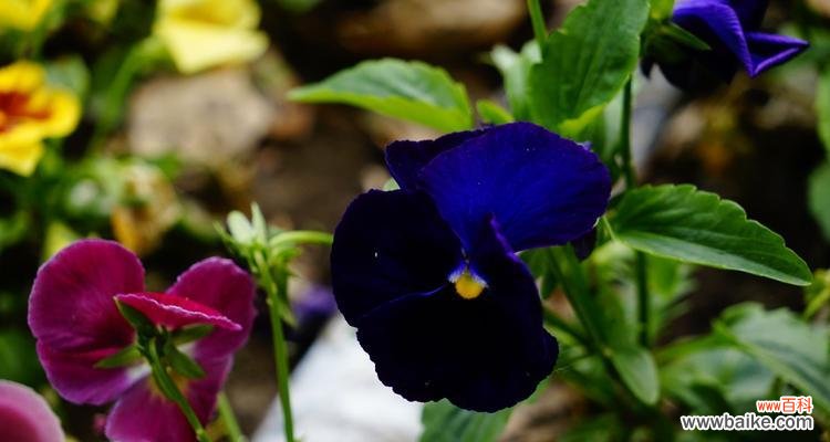 蝴蝶花的花语与美丽姿态 蝴蝶花