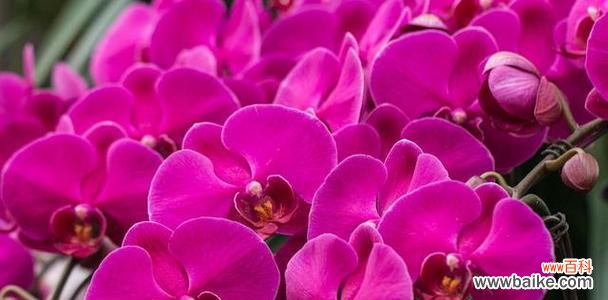 探秘白蝴蝶兰的神秘花语与深刻寓意 白蝴蝶兰的花语和寓意