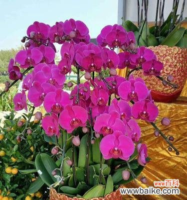 探索蝴蝶兰的多重寓意，感悟生活的奥妙 蝴蝶兰