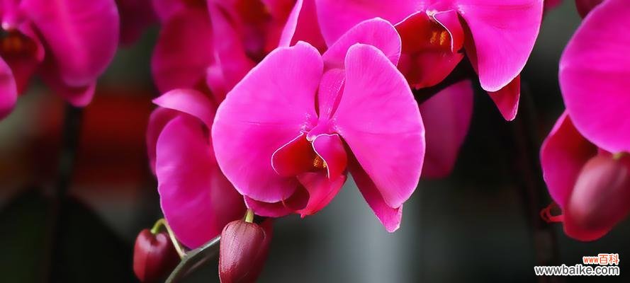 探索蝴蝶兰的多重寓意，感悟生活的奥妙 蝴蝶兰