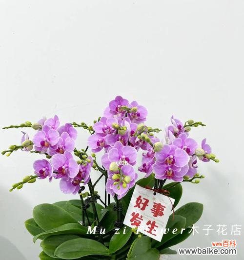 探索蝴蝶兰的多重寓意，感悟生活的奥妙 蝴蝶兰