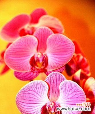 探寻蝴蝶兰的深层内涵，解读其背后的寓意 蝴蝶兰的花语与寓意