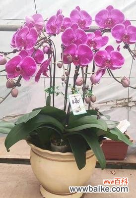 探寻蝴蝶兰的深层内涵，解读其背后的寓意 蝴蝶兰的花语与寓意