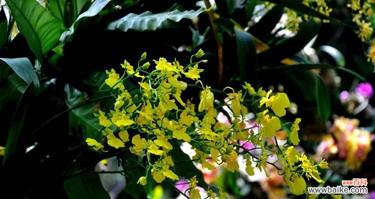 优雅与自由的象征 蝴蝶兰的代表意义